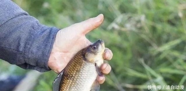 鲫鱼最爱的饵料不在渔具店,而在菜市场,这3样东西混合就可以