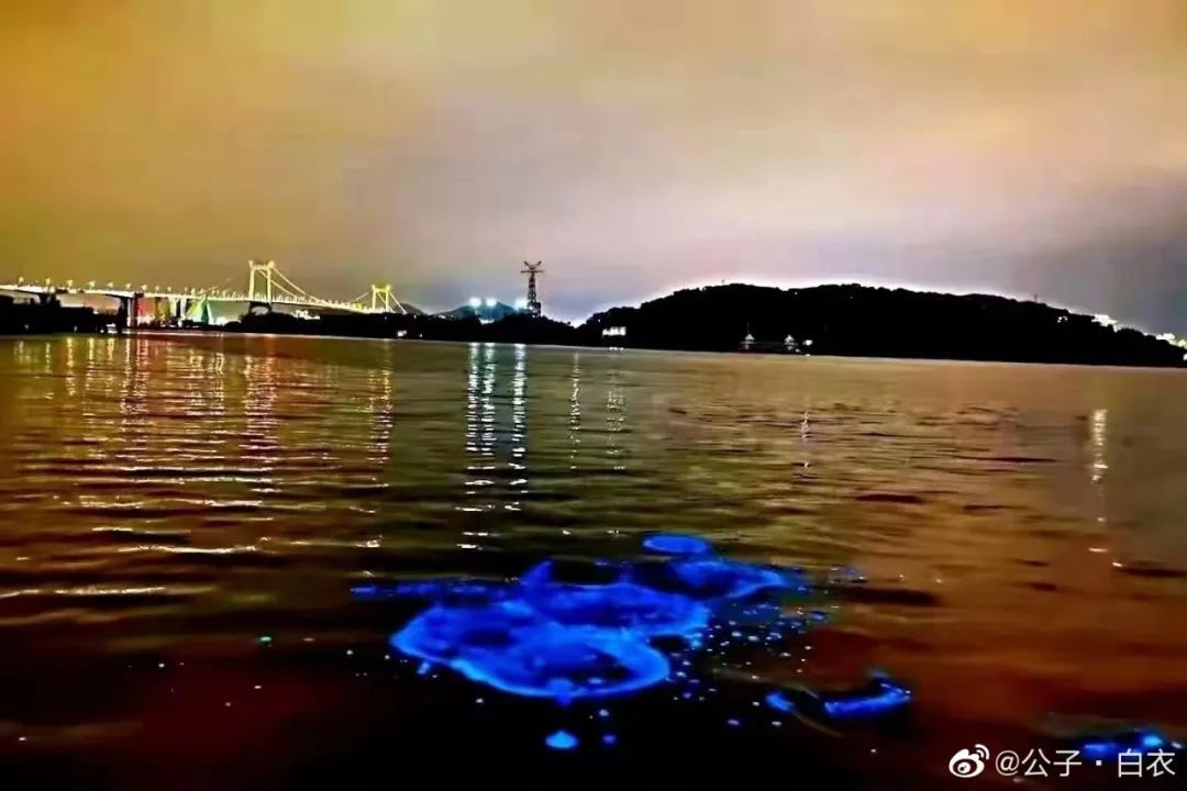海峡导报|突发！厦门海沧湾公园人人人人人