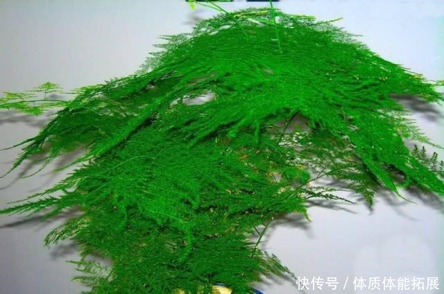 文竹不长了5个“小技巧”，长得又快又美，郁郁葱葱一大丛！