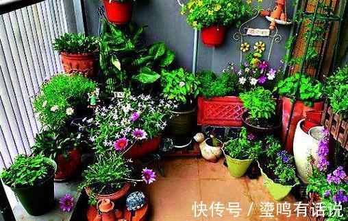 新买植物,到家一定要做的几件事儿,这样才能不至于变成星期花。