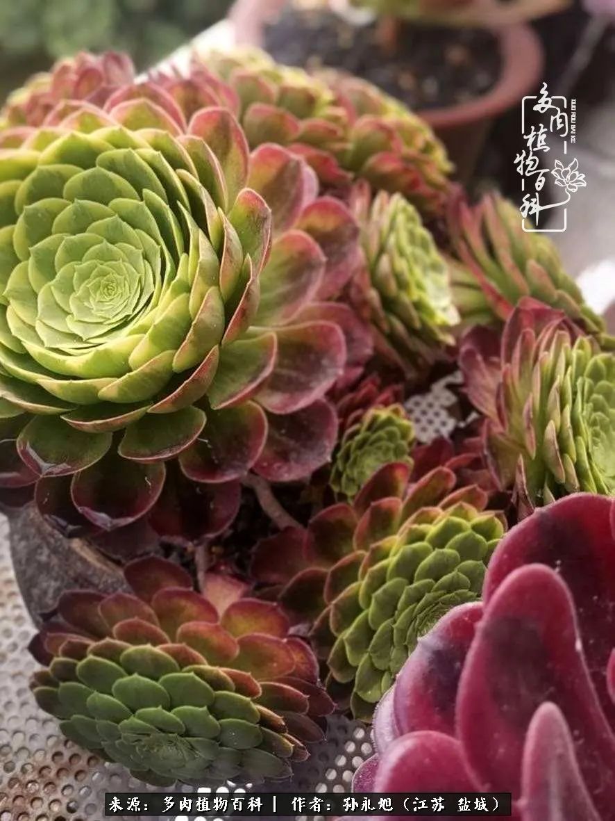 养多肉三年多九万里悟道，终归诗酒田园！