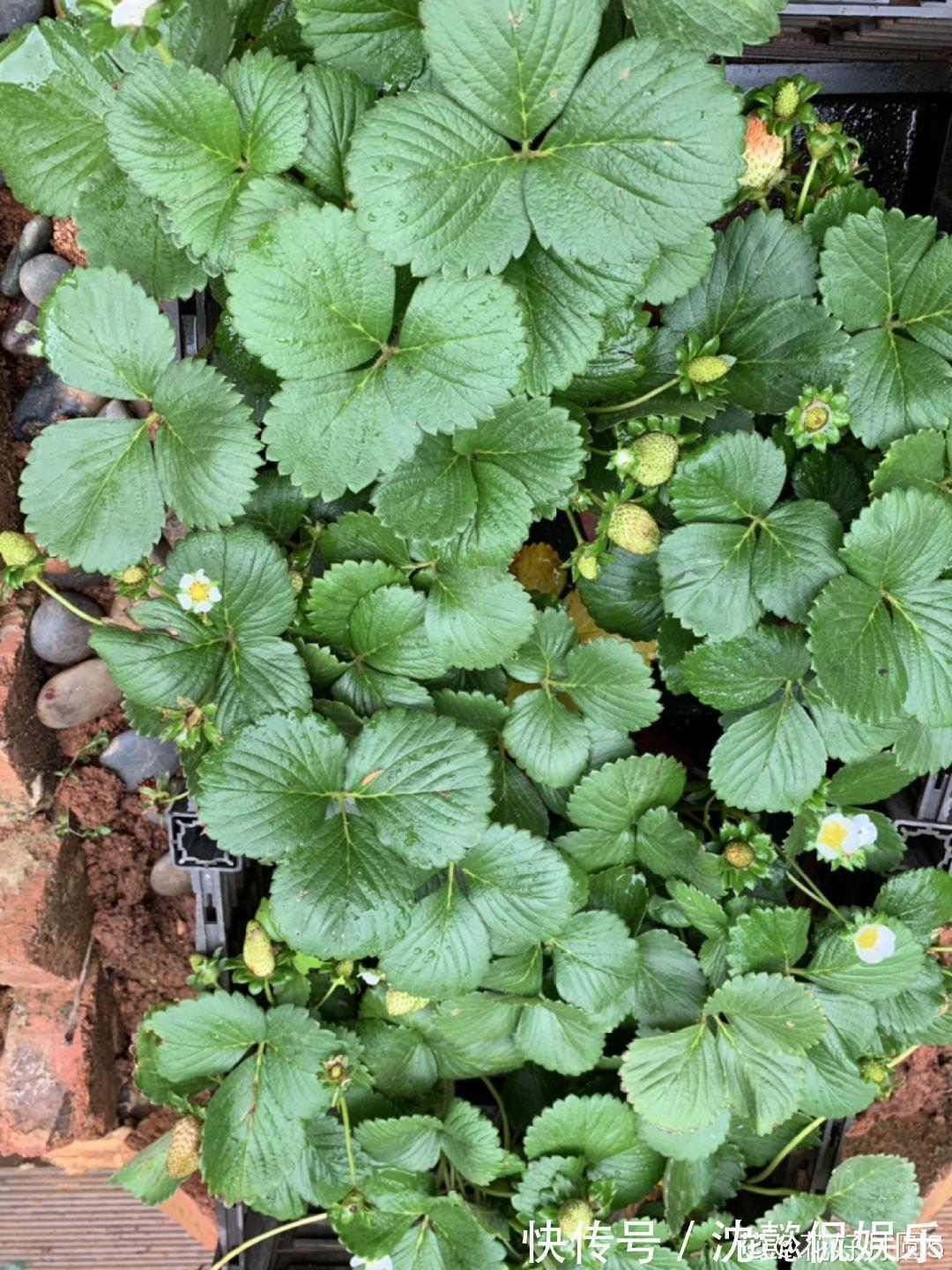 枝条|大粗杆插土里,7天生根,当年结果压弯枝,不用买水果了!