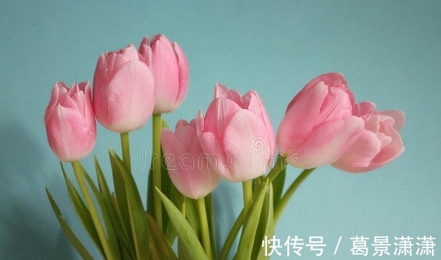 百合花|养这7种花,预算够就买好的,预算不够干脆别买