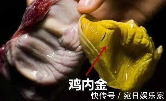 鸡内金|经络不通,试试这个方法,有寒去寒,有瘀化瘀,以通为补!