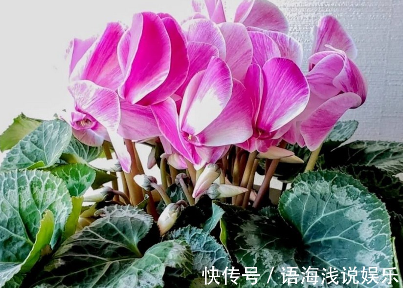 养仙客来,施肥、光照、浇水,掌握住门道,开花才又多又美