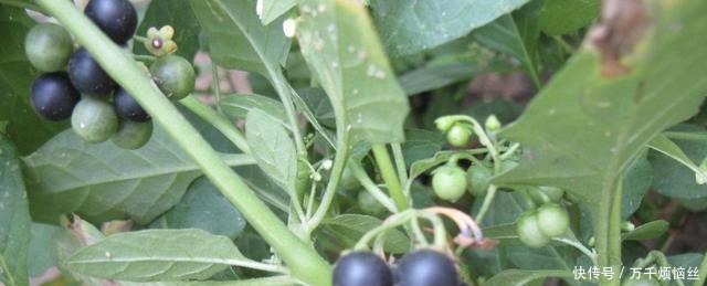 盆栽|田野里除不完的“野草”,张大妈却挖来“当盆栽”,繁殖一阳台!