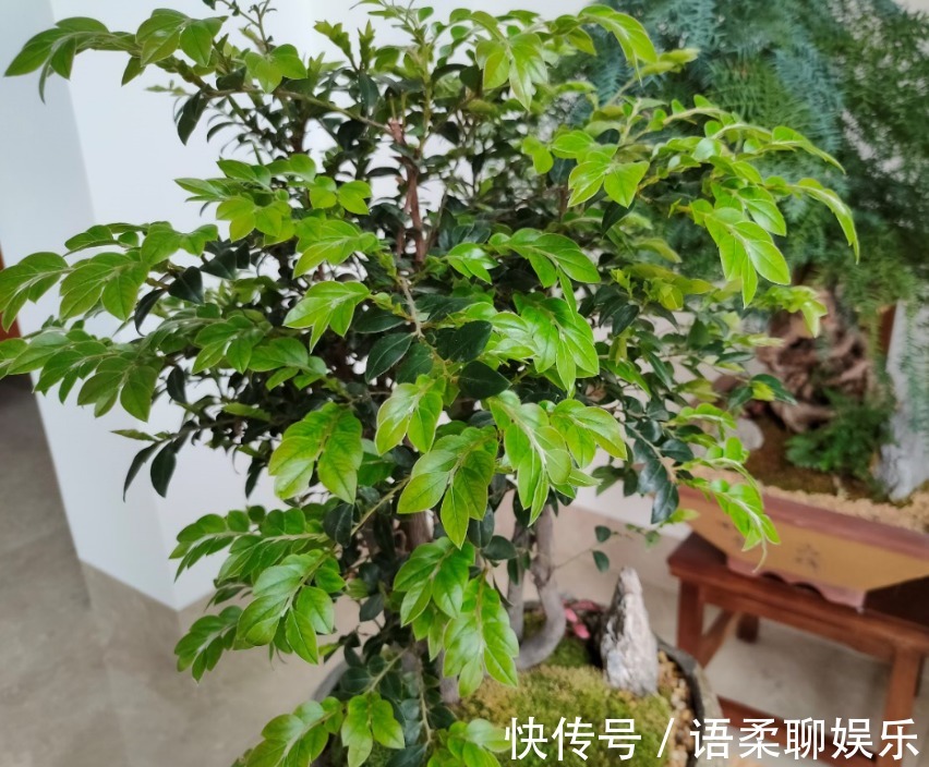 光照|总结养花“十大问题”,只要学会,你就是养花大神