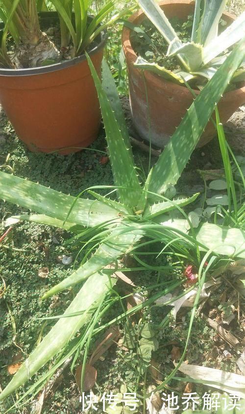 十种防辐射的绿植,装点家居好帮手,还能净化空气防辐射