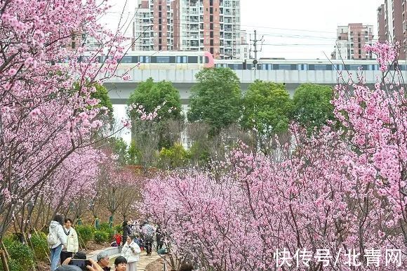 梅花朵|又是一年春来到，去这些地方看“开往春天的列车”