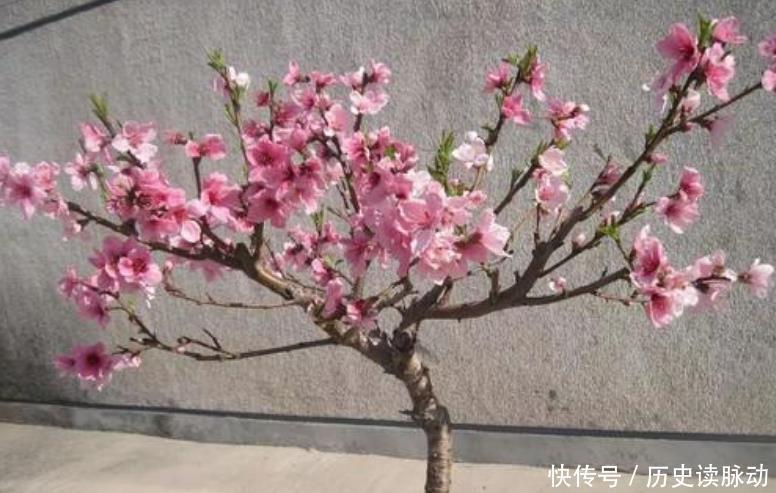 杜甫|宋代“厚脸皮”诗人,写的这诗他儿子都看不下去,他却因此成名了