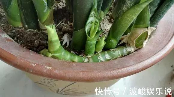 新芽|虎尾兰盆里加点2种“液体”,新芽不断,叶子挺拔,开花特香!