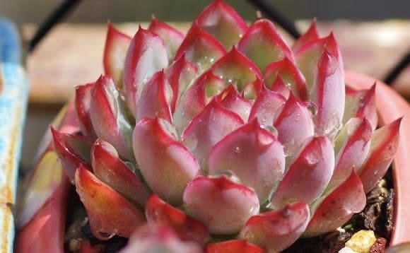 开春养5种多肉,适合新手养护,便宜好养,养坏不心疼