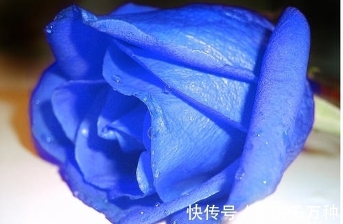 生属兔|这4大生肖将在下周被财神点名,财运滚滚,事业步步高升