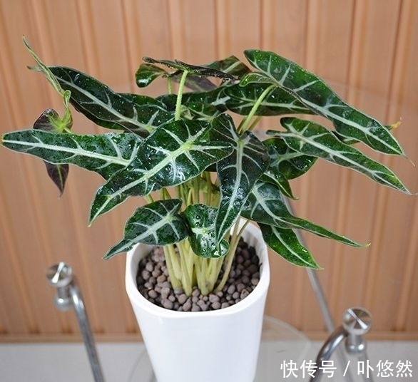 天生“体阴”的6种花,晒太阳易黄叶,阴一点反而长得绿油油!