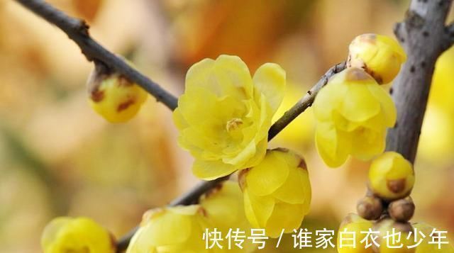 这“3种”树，养成室内“老桩盆景”，观赏价值高，越养越耐看