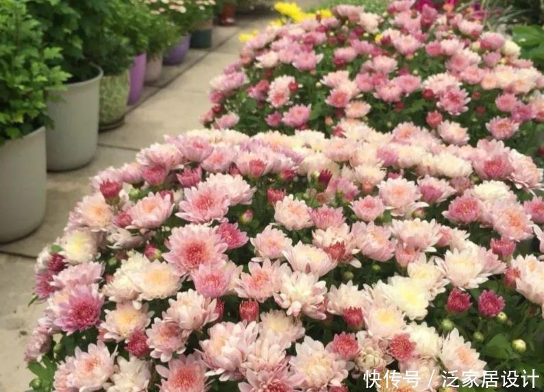 花朵|夏季养夏菊,打理简单,植株抗晒喜旱,天热花开不断