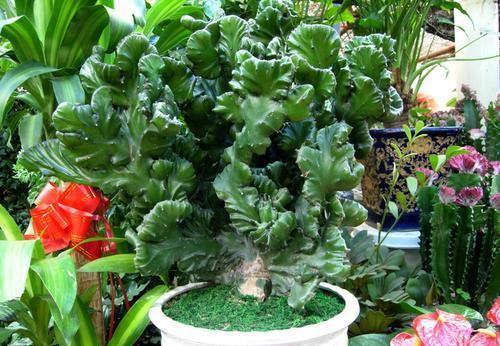 3种懒人花,虽其貌不扬,但养起来真省心,少浇水挤一挤长得旺!