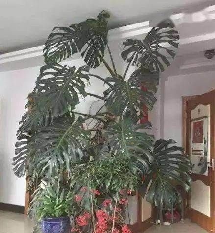 有3种“花”最怕阳光,越阴反而生长越旺,客厅养1盆还能吸甲醛!