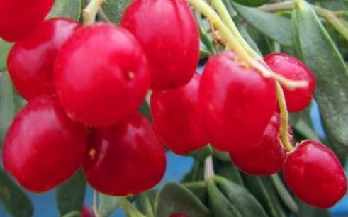 爱美的中年女性，常吃的食物，补气养血，滋阴