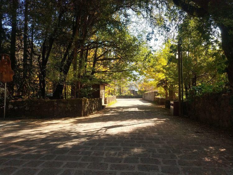 江东村|高黎贡山行之四：随走腾冲银杏村，惊艳，惬意