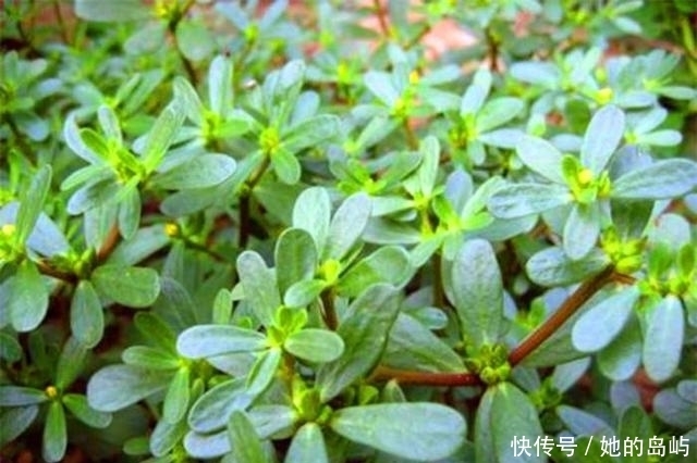 野草|农村这些植物野草，以前拿来当菜吃，如今很多年轻人都没见过！