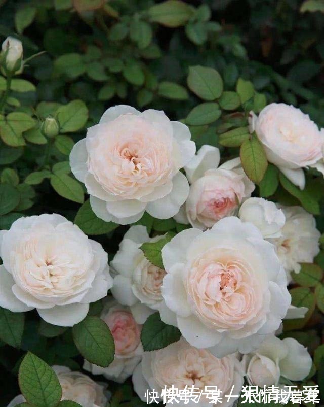 切花玫瑰|超级香的花,漂亮不输玫瑰,四季常开,还可盆栽种植,此花值得养!