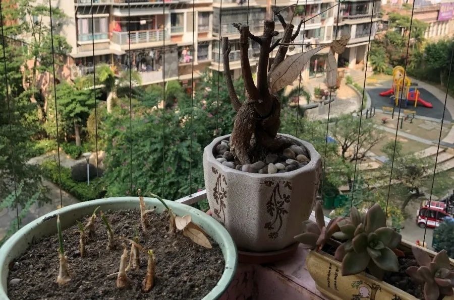 花养成光杆司令,别扔了、还有救,3天起死回生!