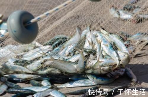营养|内行人买鱼专挑这4种鱼,肉嫩刺少营养好,目前还不能人工养殖!