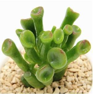 这种“植物”是懒人的最爱,有阳光就能爆盆,好养的不得了