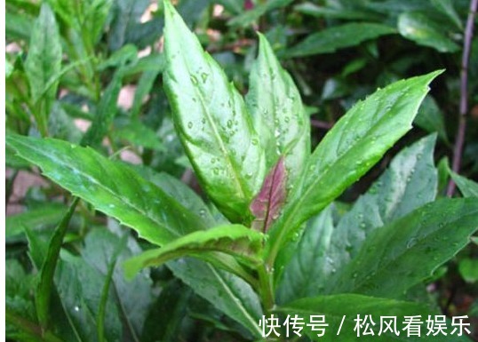 野菜|农村一种喂猪的野菜,能止血补血,清热解毒,抗病毒。