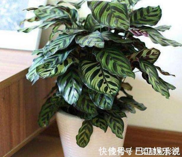 食醋|家养花草得会浇水：盆栽植物远离4种''索命水''，越长越旺盛
