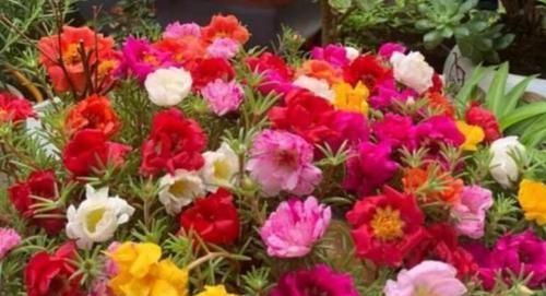 玫瑰|这些花卉美过玫瑰,一年四季花开不停,花大色艳很漂亮,谁养谁爱