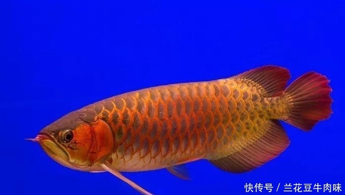 涨姿势 · 龙鱼: 你嫌我丑给我各种整容, 还指望我给你转运? ?