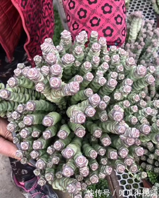 6种“聚财花”，养在家里好兆头，漂亮又大气，还有好运满满