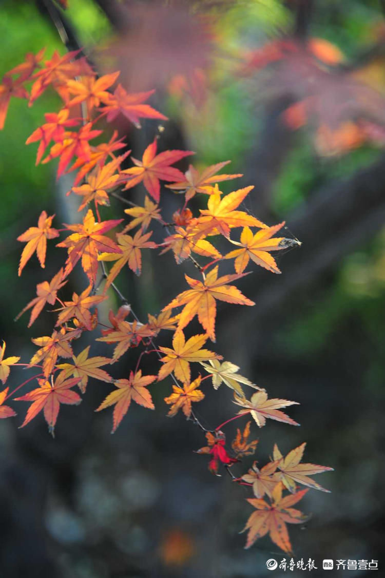 齐鲁晚报|12月1日最佳情报｜济南黄河北迎来银鸥，日照初冬枫景美如画