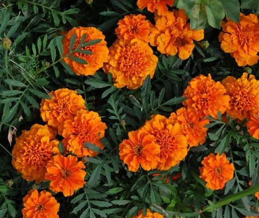 盆栽孔雀草怎么养 注意这 3 点 花开绚丽多姿 一开一整年 快资讯 盆栽孔雀草怎么养 注意这 3 点 花开绚丽多姿 一开一整年 快资讯