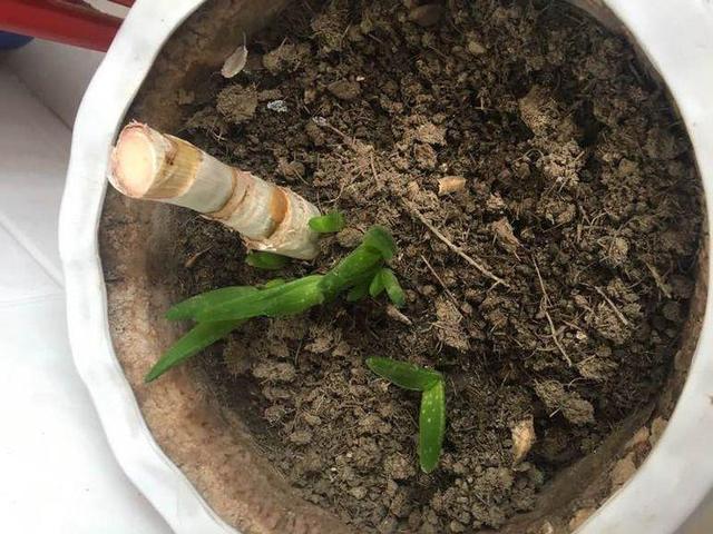 秋天来了，养芦荟做个“小手术”，从头再来！小苗“塞满”花盆