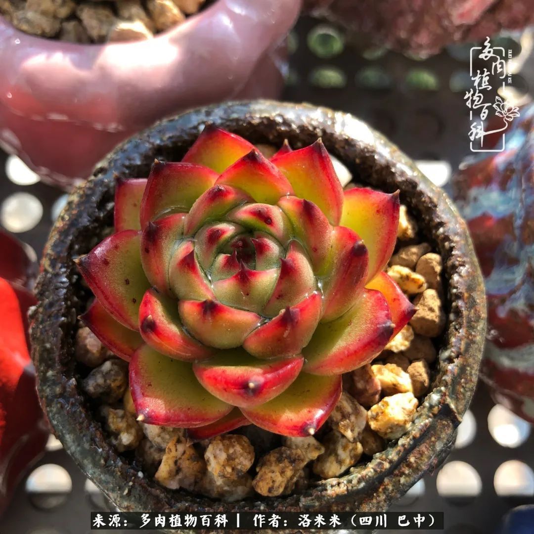 时间是多肉最好的滤镜！附个人养护经验！