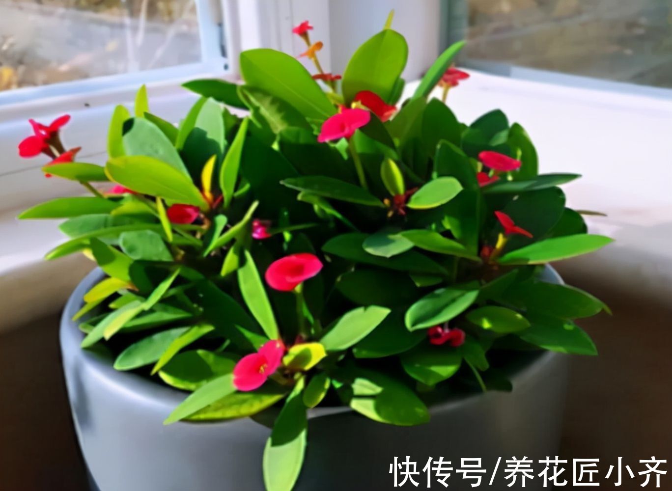 冬天不能用哪些肥料你知道吗?这3种肥料,用一次伤一次,别用