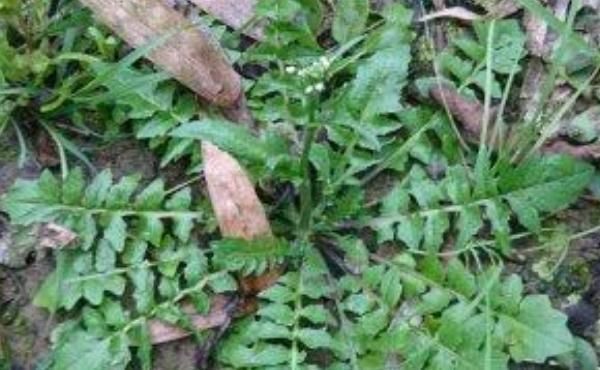 胡萝卜素|满头白发不要染,4种食物每天吃一点,头发慢慢变黑了!