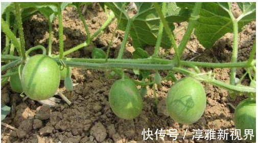 排毒养颜|晚上此果当零食吃两个,排毒养颜,降血压,大肚子变平了