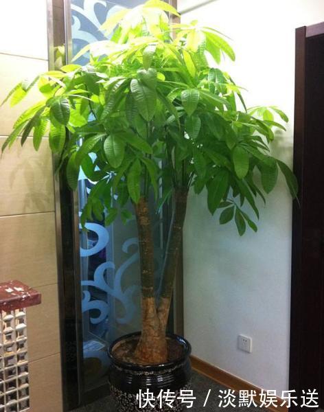 蝴蝶兰|家里养6种花,把水浇得勤快了,容易烂根、黄叶,需要当心