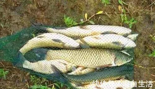 酒香粮食饵的制作方法,绝杀鲫草青鲤鳊,野钓渔获更加有保证!