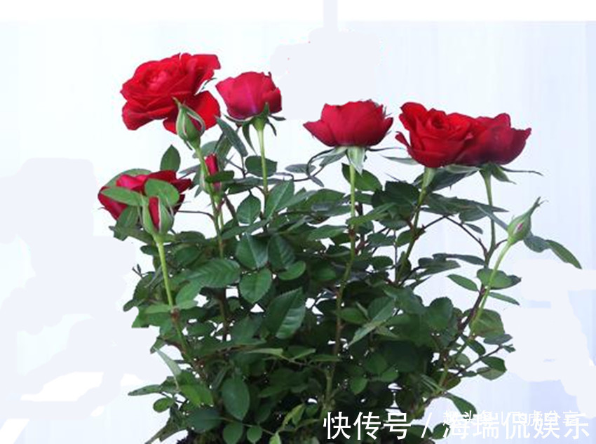 养花常备六种东西,经常用一点,不烂根、不黄叶,年年长的旺