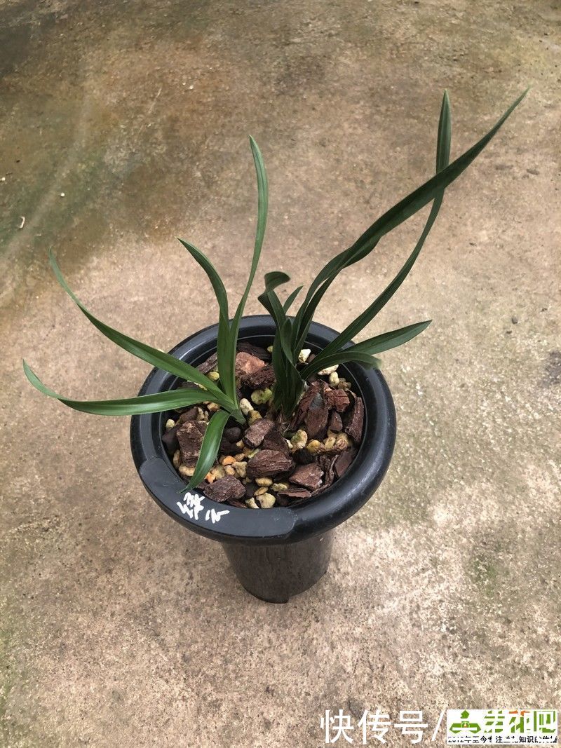 植料|植料不是兰花养好根的主因