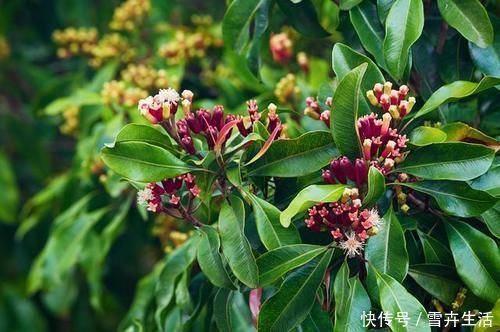 黑糯米|消化内科医生:胃不好的人,若常吃“养胃3君子”,胃病或不来扰