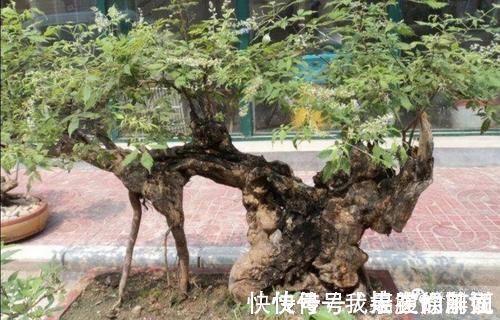 农村大爷不养花,用山上黄荆做成盆景,更具观赏性