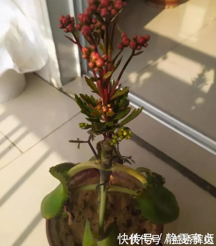 聪明人把长寿花嫁接在老桩上,爆盆简单开花多,一盆花全是花枝