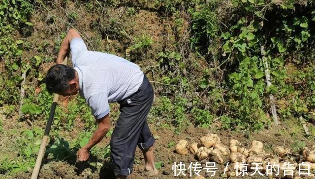 含有|很多人吃的一种蔬果,在市场上很受欢迎,但不知道它有剧毒