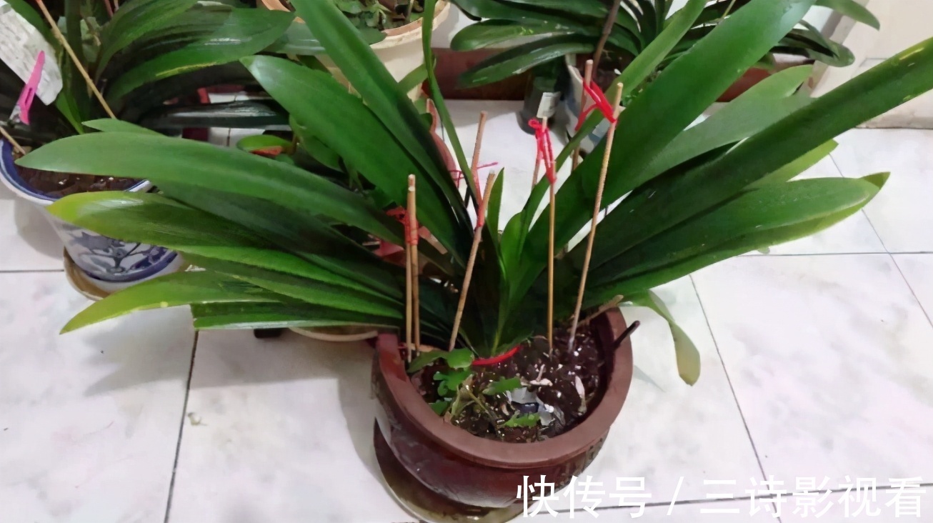 养花|巧用筷子养花,知道该用在什么地方吗?此3处有迹可循